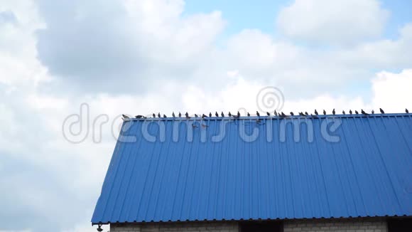 许多鸽子坐在蓝色的屋顶上然后飞走了4K视频的预览图