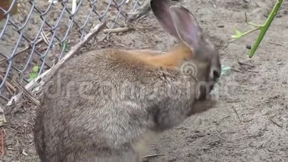明亮迷人的棕色兔子清洁它的脸杰里科海滩2019年视频的预览图