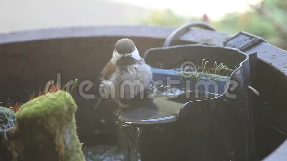 奇卡迪在喷泉过滤器洗澡视频的预览图
