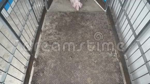 猪群被赶进鸟舍笼子里的猪视频的预览图