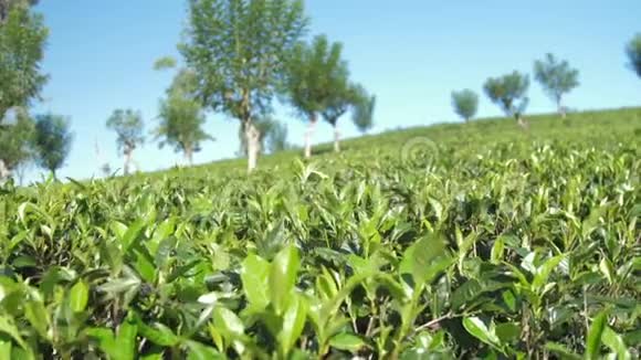 山坡上的茶树蓝天低角射视频的预览图