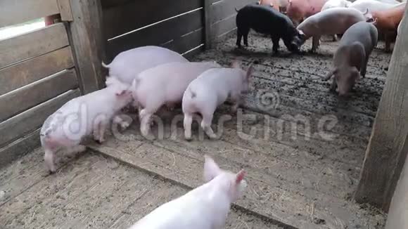 猪群被赶进鸟舍笼子里的猪视频的预览图