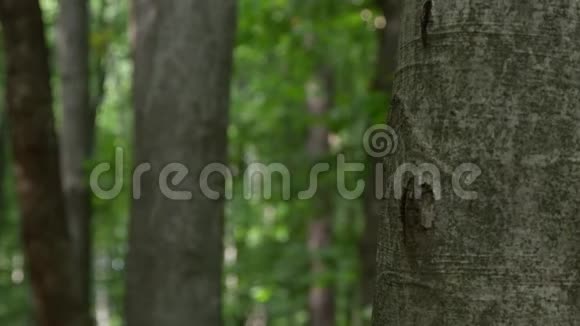 恐怖的人躲在森林里的一棵树后面视频的预览图