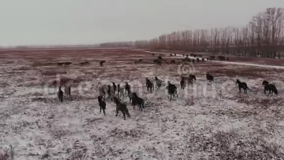 冬季马在田野上奔跑的鸟瞰图视频的预览图
