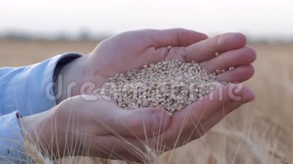 农业谷物种植者的手拿着在镜头前向你展示成熟的燕麦谷物在收获的金色大麦穗中视频的预览图