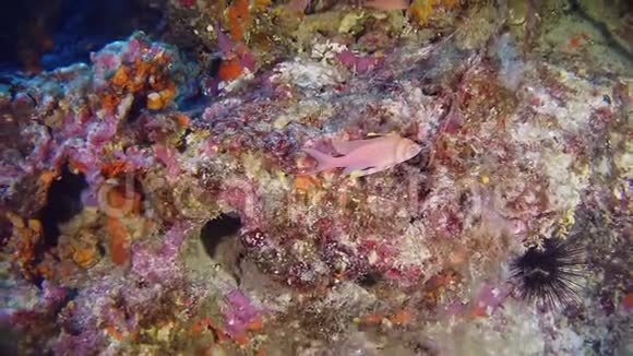 深海潜水红蚁鱼45米深视频的预览图