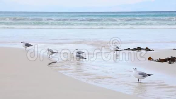 在开普敦的菲什霍克海滩上海鸥在雨水中饮水和洗涤流入海洋视频的预览图