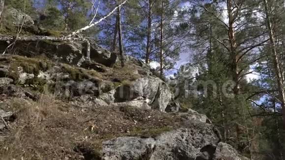 苔藓覆盖岩石的特写视频的预览图