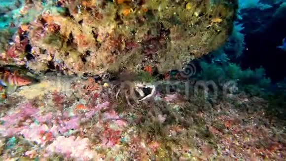 水下隐士蟹伪装在礁石中视频的预览图