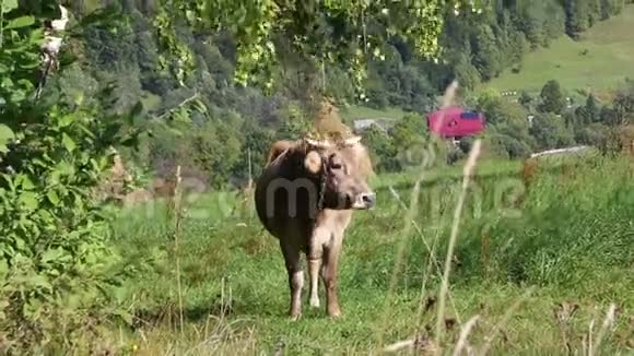 奶牛在绿色的牧场上放牧视频的预览图