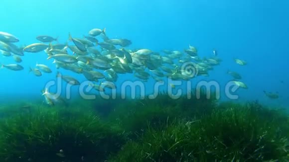 海底自然塞勒马鱼浅滩上一片绿色的正海藻海视频的预览图