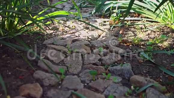 一条绿色灌木丛之间的小石头小径铺在花园里相机从底部移动视频的预览图