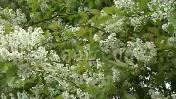 白色的花PrAnus视频的预览图