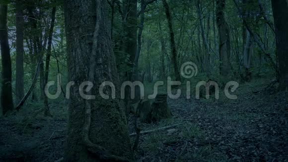 夜晚空旷的树林小径视频的预览图