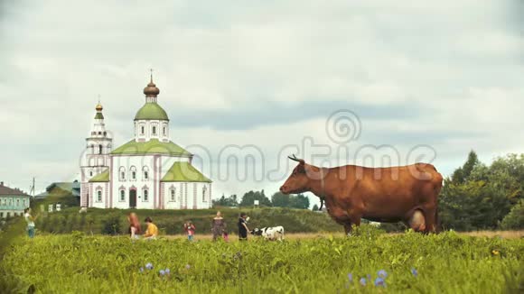 一头棕色的母牛在教堂背景上的田野上放牧俄罗斯苏兹达尔视频的预览图