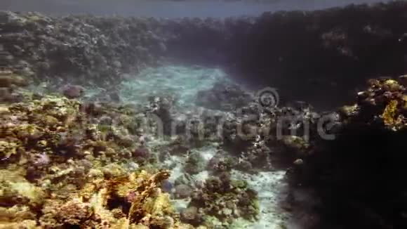 海底一片美丽的多色珊瑚礁太阳光线穿过水面视频的预览图