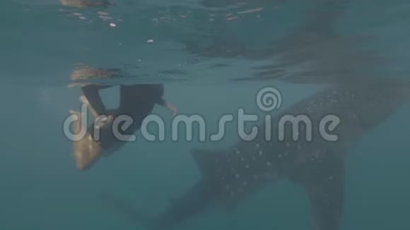 带着浮潜面具的年轻女人在蓝色的海水中和野生鲸鲨一起游泳水下游泳与鲸鲨视频的预览图
