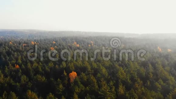 无人机在令人难以置信的阳光明媚的秋林史诗般明亮的日出薄雾天空和镜头耀斑全景视频的预览图
