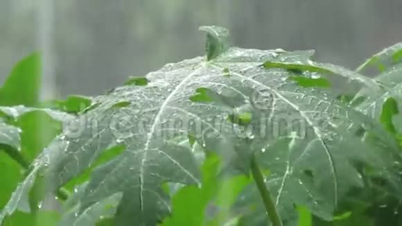 季风视频雨水落在树叶上视频的预览图