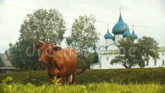 一头家产的棕牛在教堂背景上的田野上放牧俄罗斯苏兹达尔视频的预览图