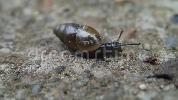 水泥上的小长蜗牛视频的预览图