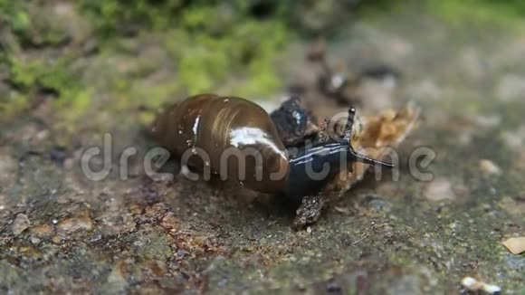 水泥上的小长蜗牛视频的预览图