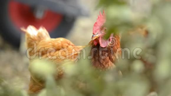 农场里的澳大利亚鸡视频的预览图