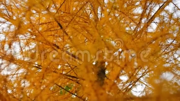 秋林黄松针特写森林树在初秋近距离射击视频的预览图