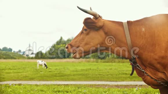 俄罗斯苏兹达尔一头家养的牛在村子里的田野上吃草视频的预览图