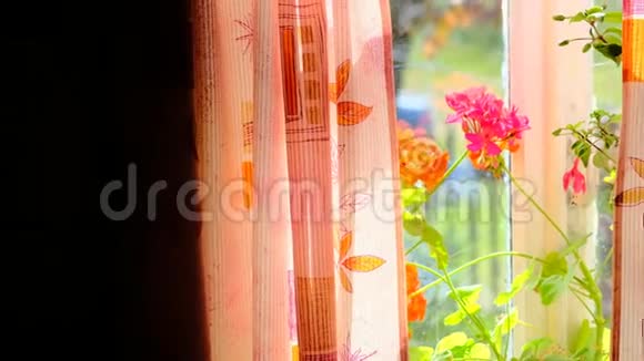 窗前有一个乡村的房子窗台上有粉红色的窗帘和红色的天竺葵视频的预览图