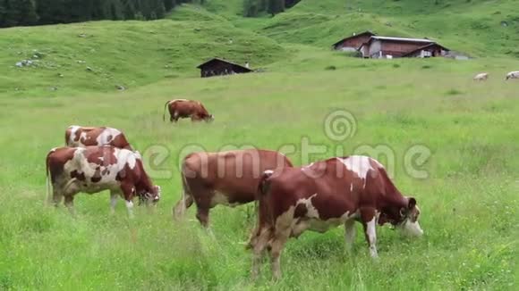 奥地利阿尔卑斯山齐勒塔尔山谷草地上的白棕色奶牛放牧视频的预览图
