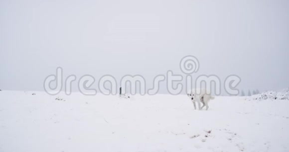 山上漂亮的白狗站在摄像机前冷了下来视频的预览图