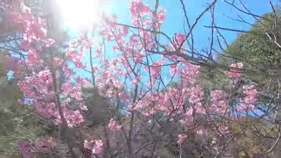 樱花樱花在阳光下的视野与太阳耀斑视频的预览图