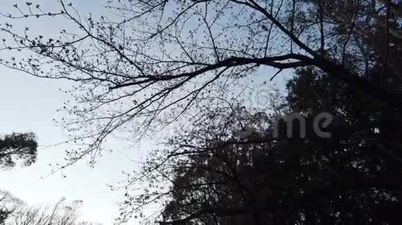 鸟飞过剪影日本树园视频的预览图