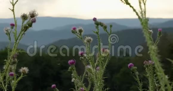 在雾蒙蒙的夕阳下蓝岭山脉中的野花视频的预览图