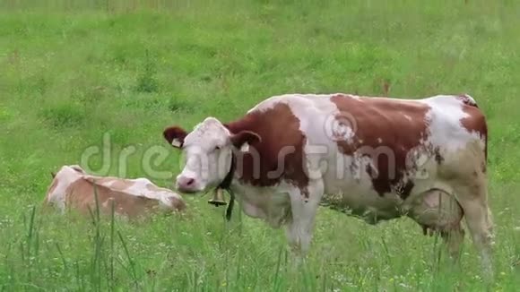 奥地利阿尔卑斯山齐勒塔尔山谷草地上的白棕色奶牛放牧视频的预览图