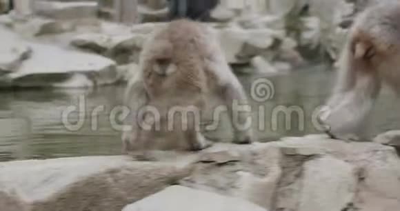 少年雪猴从温泉喝水视频的预览图