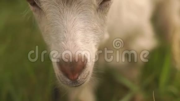 可爱的白羊座在夏日的绿色牧场里展望未来视频的预览图