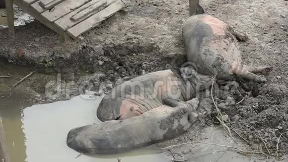 一只棕色和黑色的大猪用水坑睡在泥土上视频的预览图