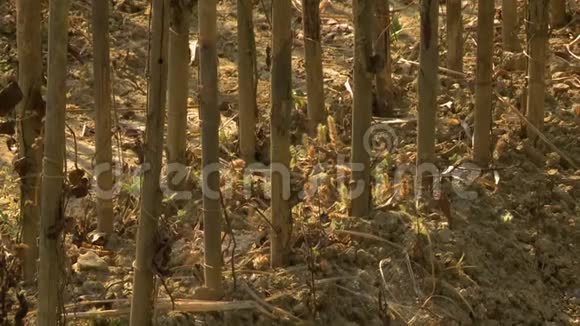缅甸柚木种植苗圃土壤森林景观视频的预览图