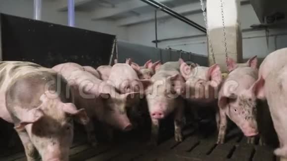 一只大猪在沼泽里的特写镜头在一个光线不好的谷仓里农场养猪条件差视频的预览图
