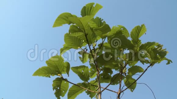 缅甸Taungoo蓝天中的莱菲柚木树视频的预览图