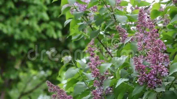 紫薇紫薇树风花园无人背景高清镜头视频的预览图