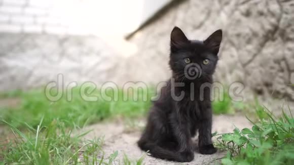 可爱的黑色小猫在夏天阳光明媚的一天在宽敞的院子里嬉戏视频的预览图