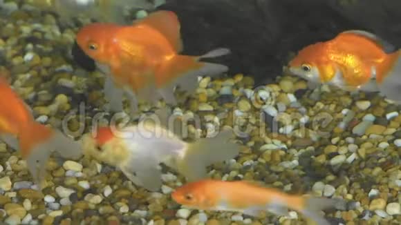 金鱼在水族馆表面的石头中游动视频的预览图