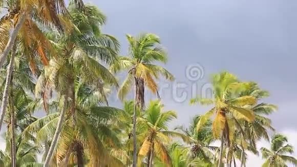 摄像机从棕榈树的顶端移动到野生海滩最后一个离开的人好像你一个人在视频的预览图