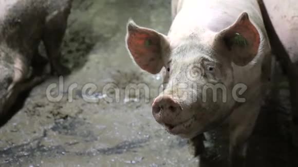 一只大猪在沼泽里的特写镜头在一个光线不好的谷仓里农场养猪条件差视频的预览图