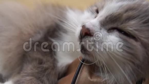 快乐的灰白猫睁着眼睛睡在户外的蓝色袋子上视频的预览图