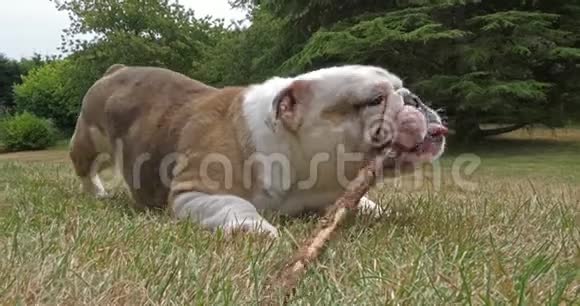 英国斗牛犬雌性在草坪上玩棍子诺曼底慢动作视频的预览图