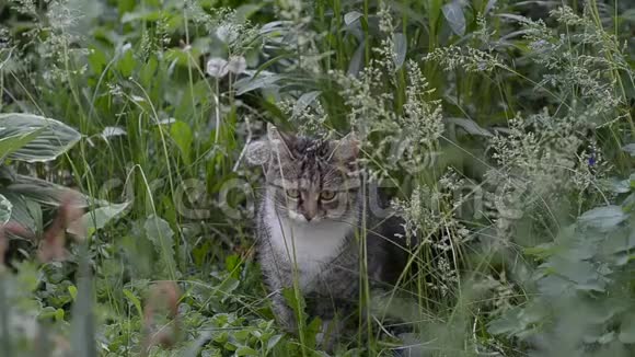 年轻的灰猫在绿草中玩耍视频的预览图